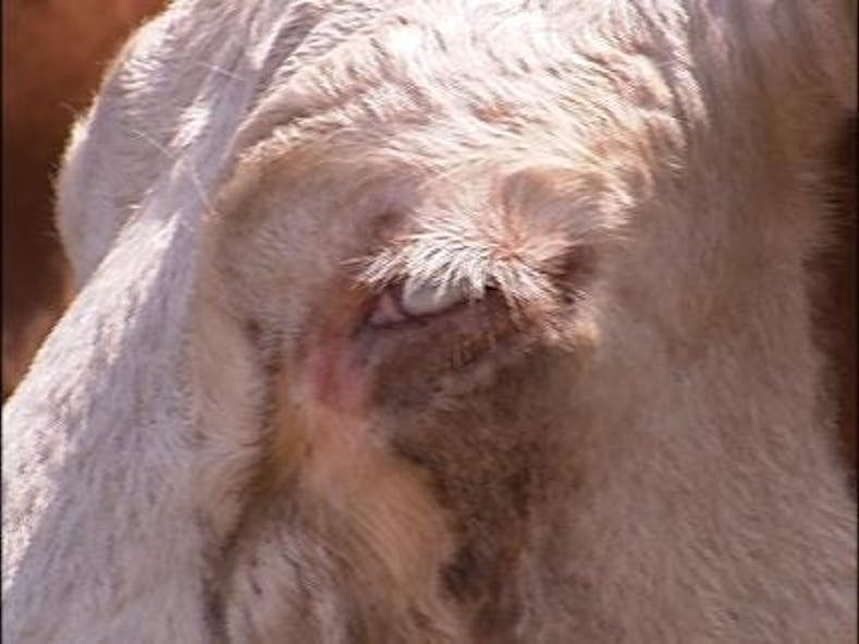 Pink Eye In Oklahoma Cattle Termed Epidemic