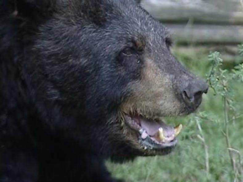 Oklahoma's Black Bear Hunting Season Begins Thursday