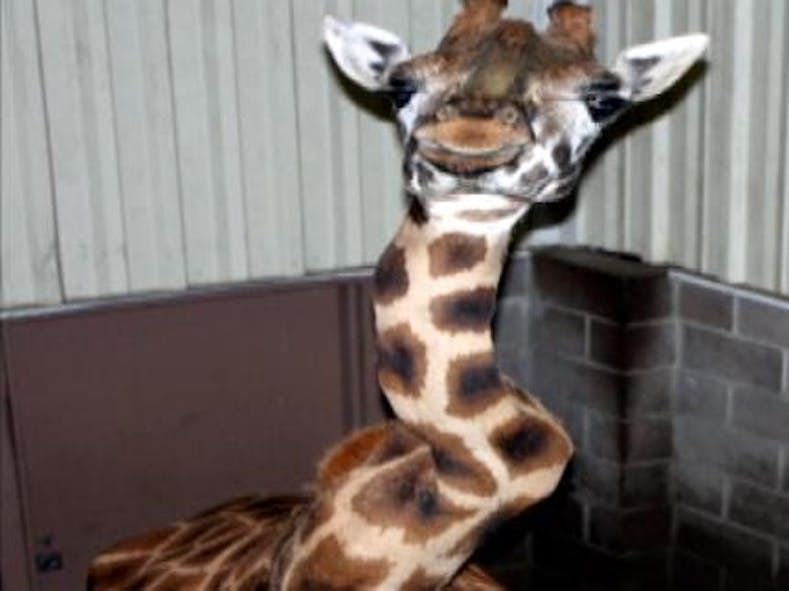 New Docs, Emails, Pics Shed Light On Tulsa Zoo Giraffe's Death