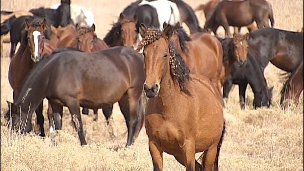 Osage County Ranch Home To Oklahoma's Wild Horses