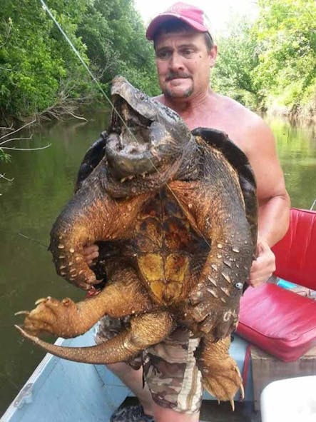 Facebook Photo Of Huge Lake Eufaula Snapping Turtle Goes Viral