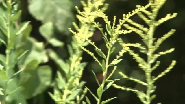 Oklahoma Ragweed Allergy Sufferers Beware