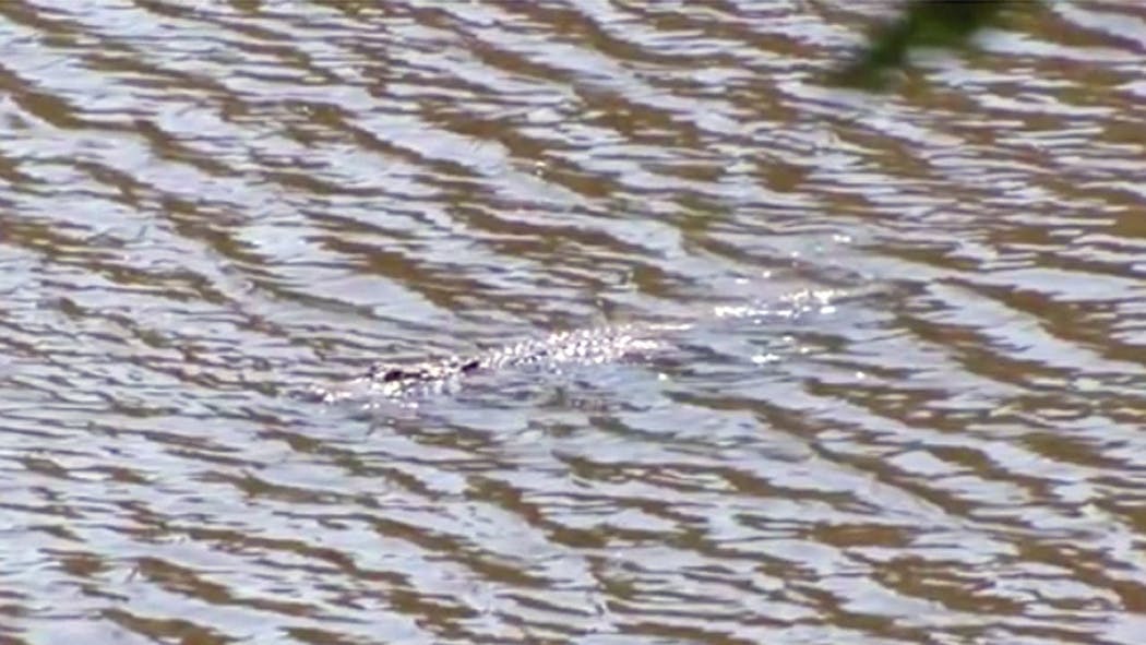 Alligator Sightings On Lake Texoma