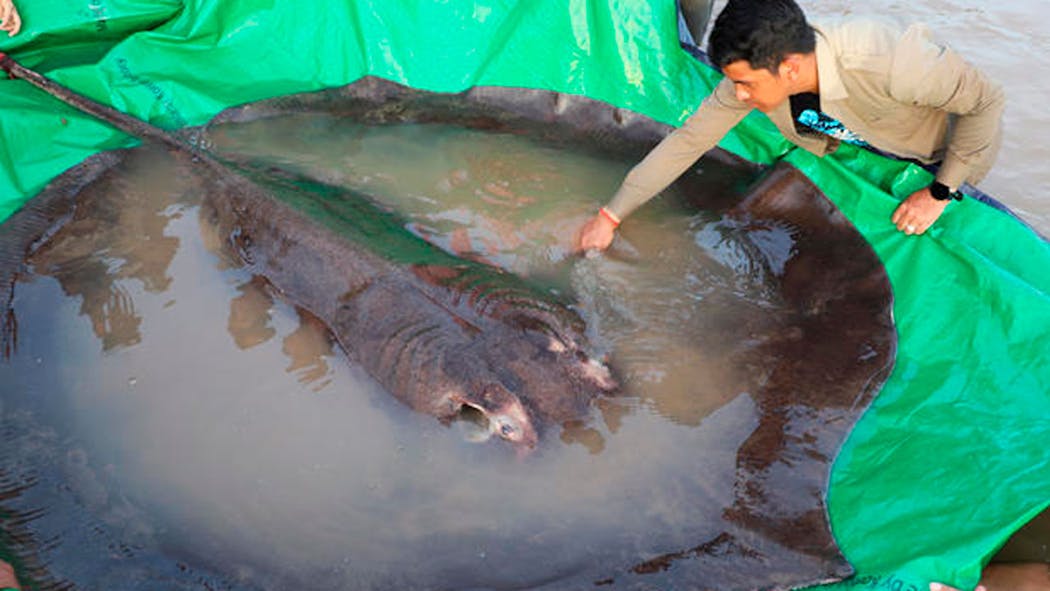 Man Reels In 600-Pound Stingray, World's Largest Recorded Fres