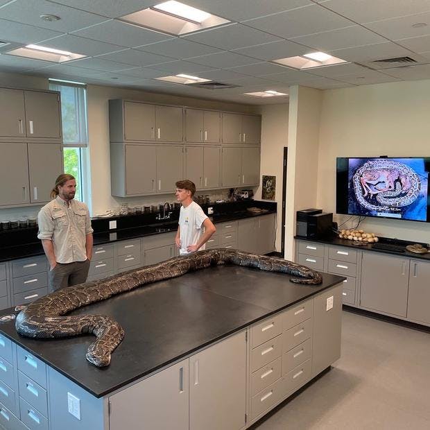 Record Burmese Python Captured In Florida