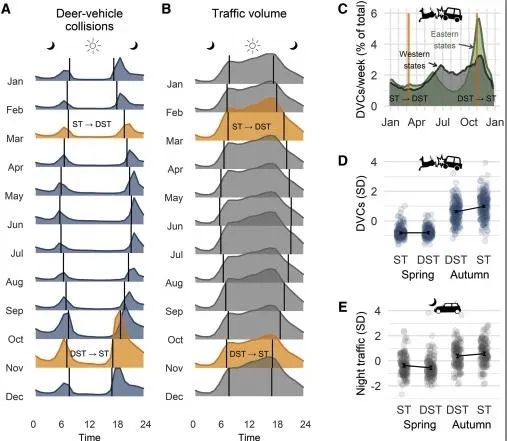 Permanent daylight saving time would reduce deer collisions, s