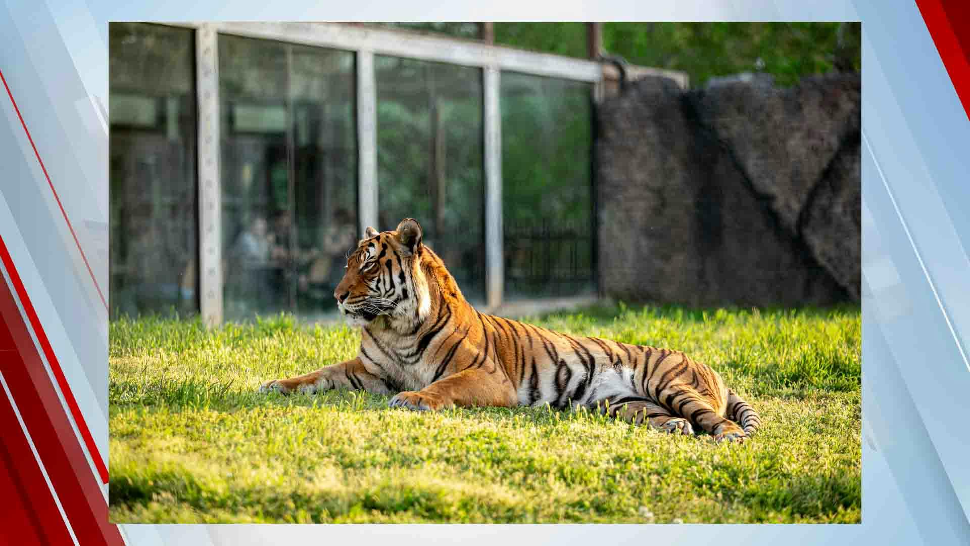 'An Incredible Tiger:' Malayan Tiger Euthanized At Tulsa Zoo After