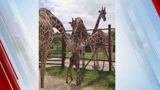 Osage Nation Names New Baby Giraffe At Tulsa Zoo