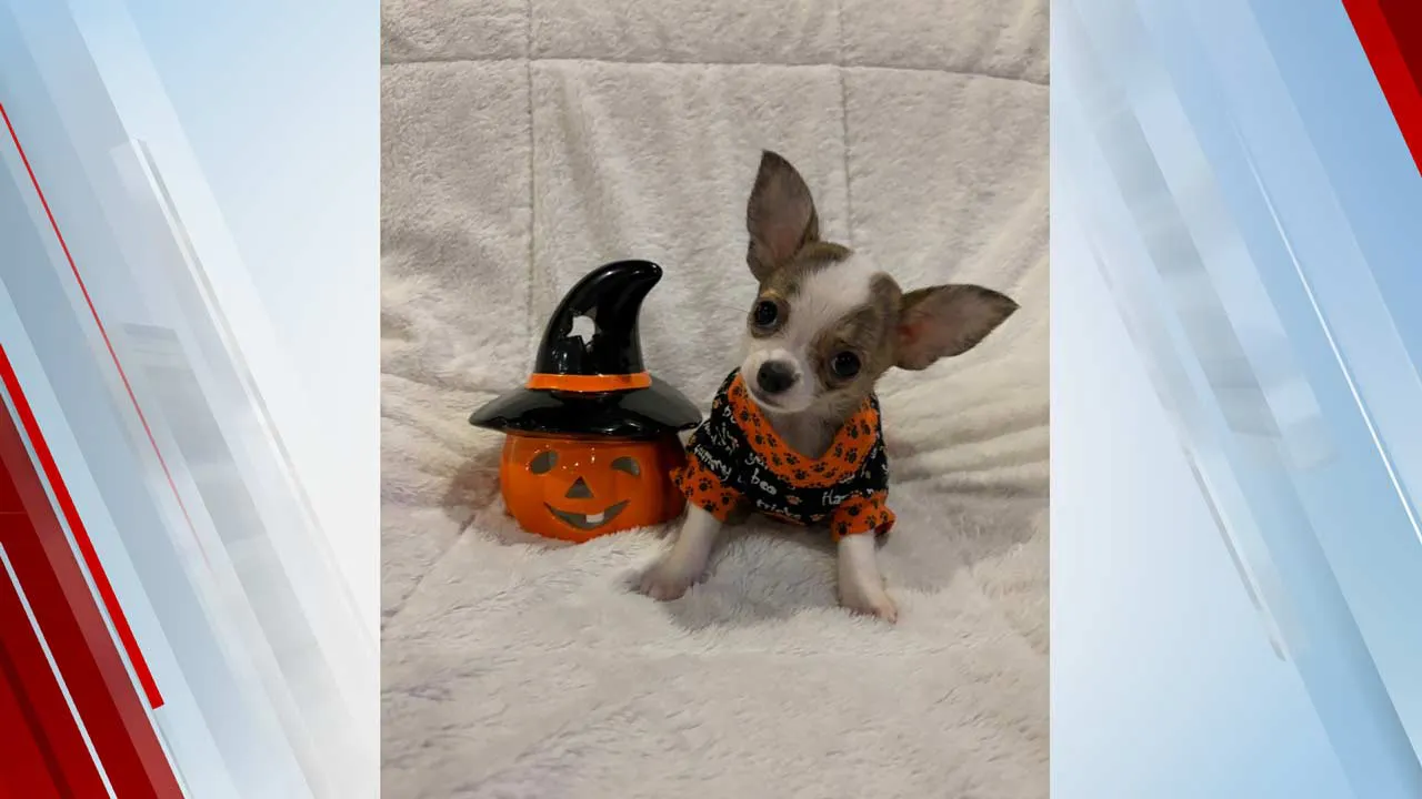 Halloween Pet Pics