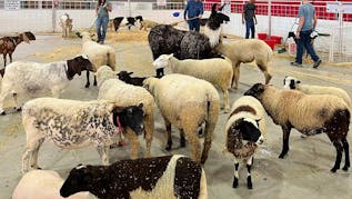 Inside Look At The Tulsa State Fair's Petting Zoo