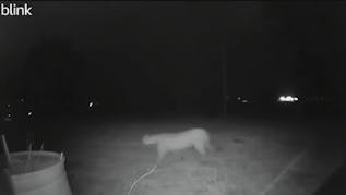 Drumright Police Share Warning About Mountain Lion Spotted In Resident's Backyard