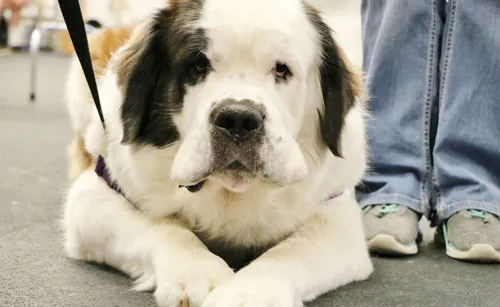 Tuffie the therapy dog