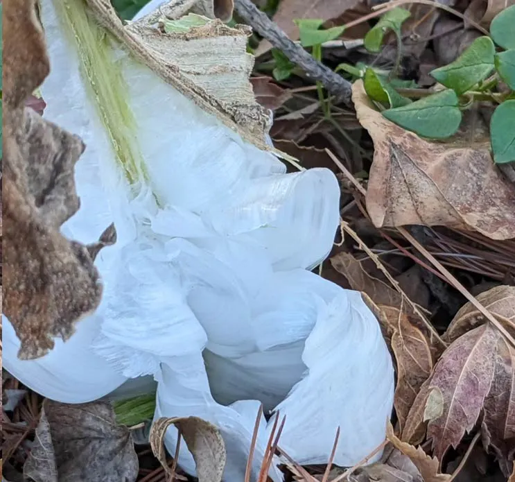 Angeline LeLeux-Bajzek Frost Flower 2