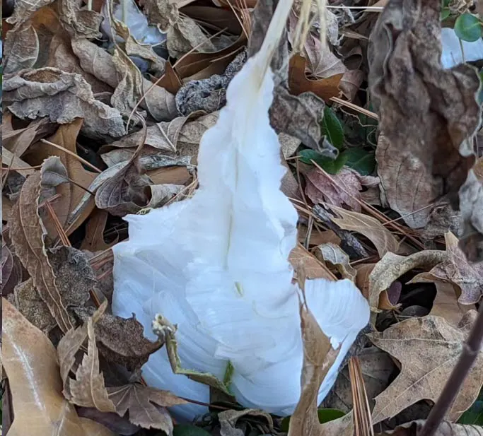 Frost Flower From Angeline LeLeux-Bajzek