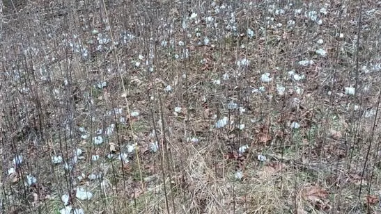 Frost Flowers From Denise At Beavers Bend State Park