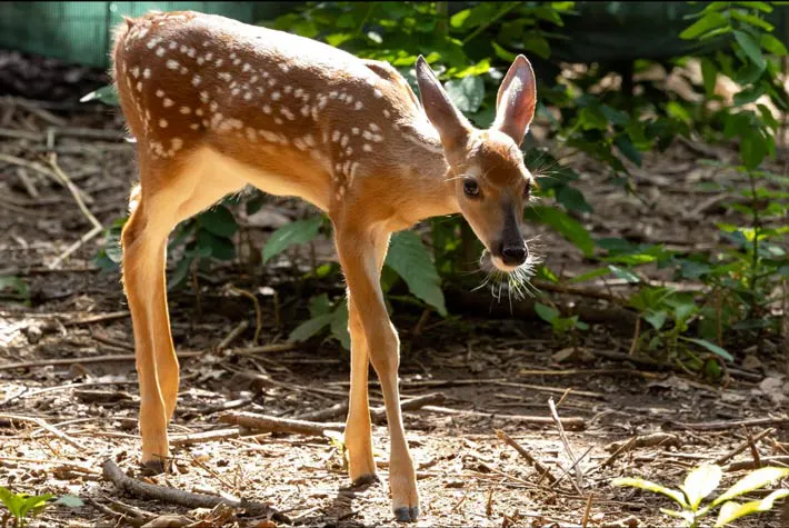 Wild Heart Ranch Deer