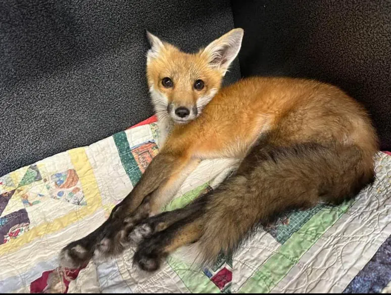 Wild Heart Ranch Fox