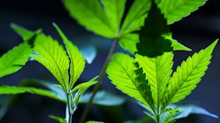 Recreational Marijuana in Oklahoma: What Makes State Question 837 Different From Past Efforts?