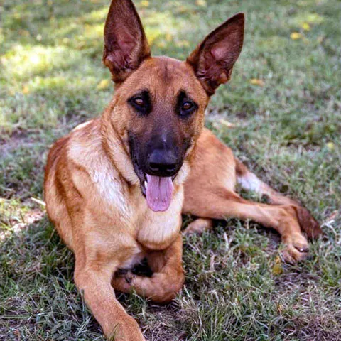 Sniper, Oklahoma German Shepherd Rescue