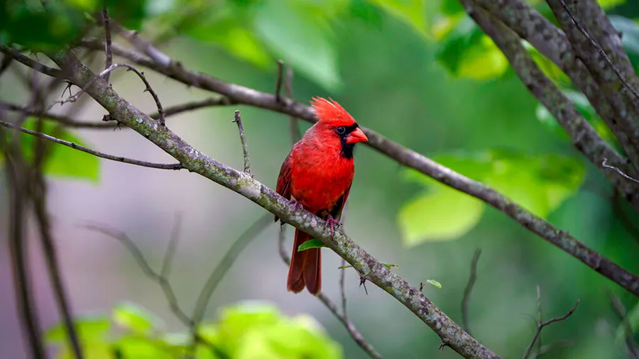 Northern Cardinal 