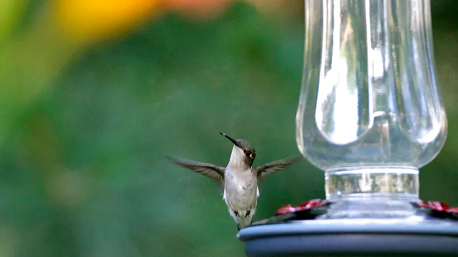 Ruby-throated Hummingbird 