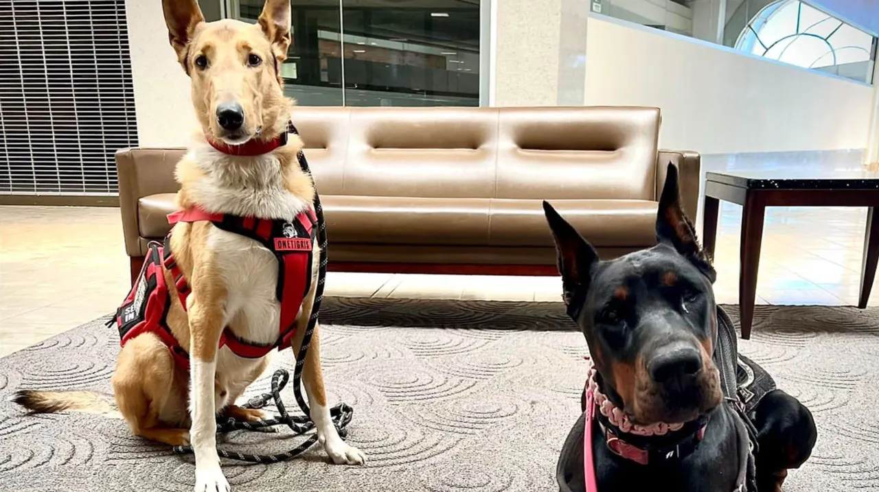 Primal People service dogs