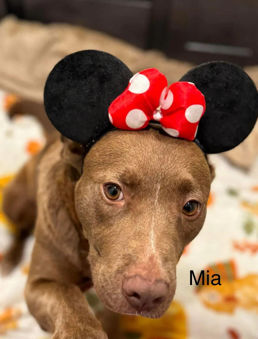 Mia BARC    