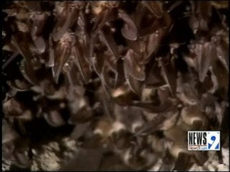 6 People Get Rabies Shots After Bites from Rabid Bats