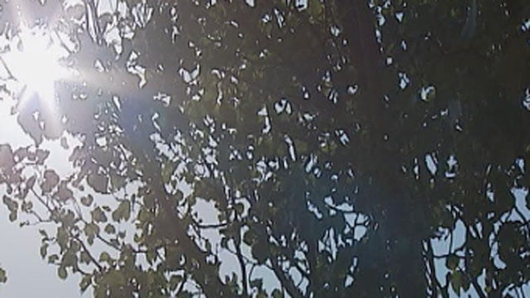 High Allergy Alert Issued In Oklahoma Due To Cedar Pollen