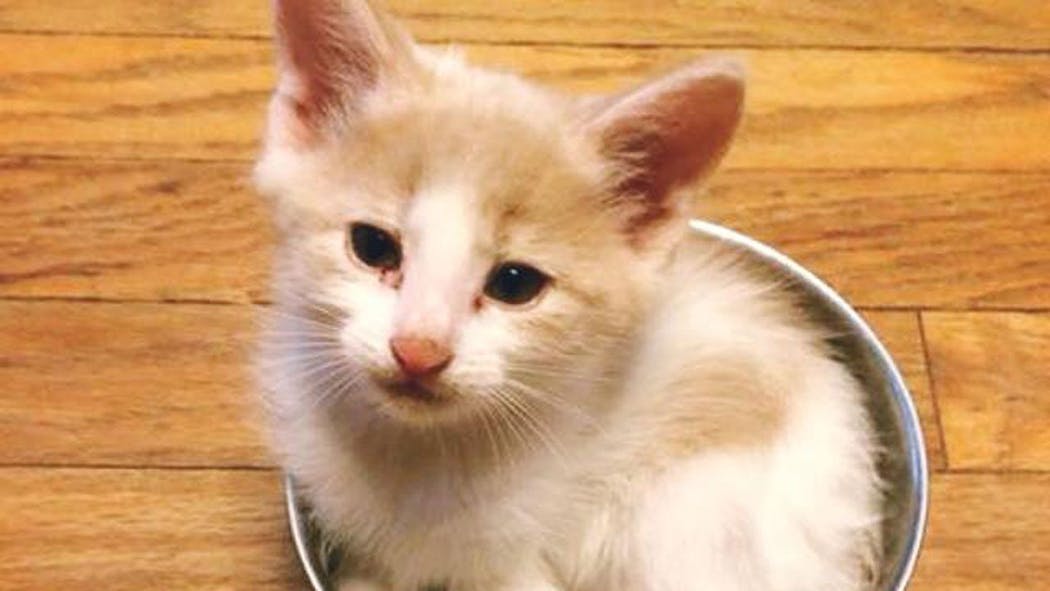 Bella Foundation Looking For Cat Reportedly Stolen From Okc Petsmart