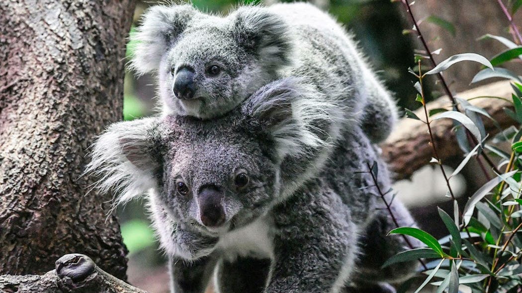 Koalas Are On Track To Go Extinct In A Part Of Australia Before 2050