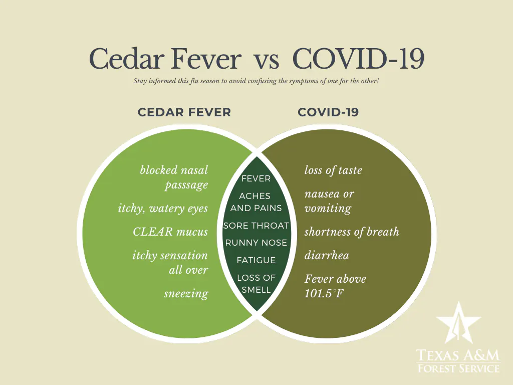 Cedar Fever Vs. COVID 
