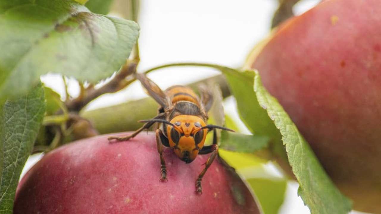 Washington State Discovers First ‘murder Hornet’ Nest In Us