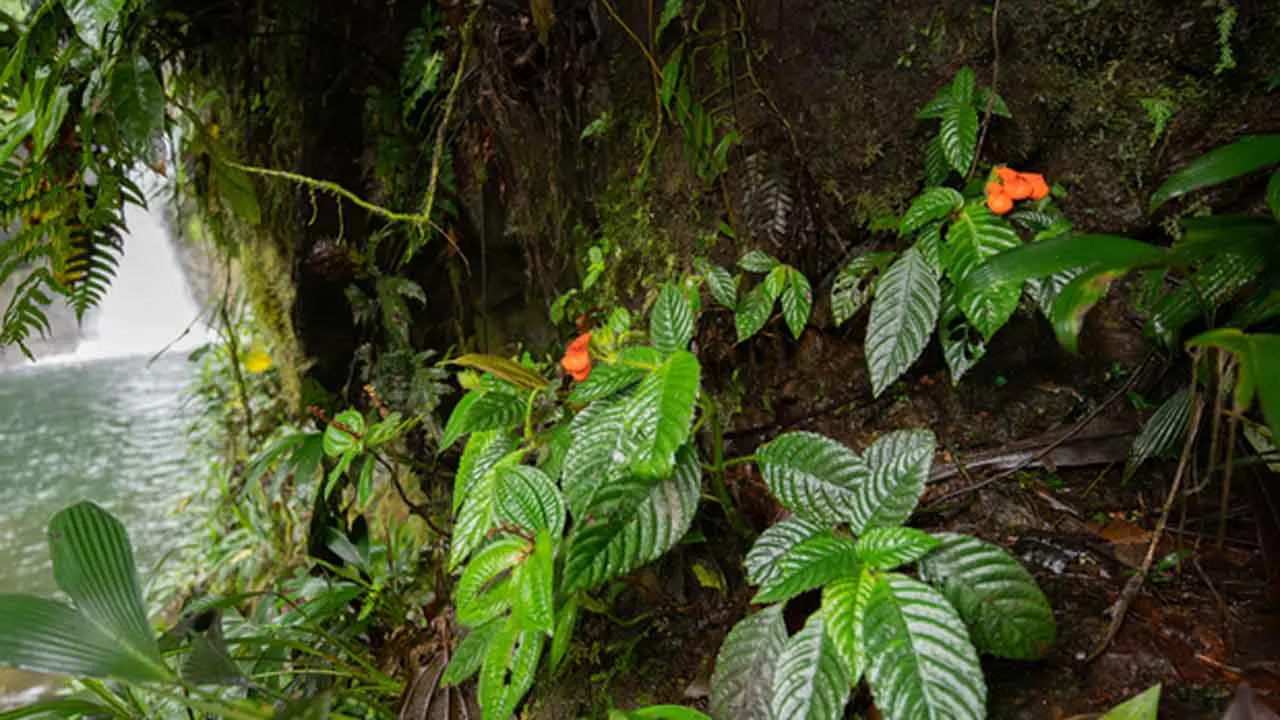 'Extinct' Wildflower Rediscovered After 36 Years