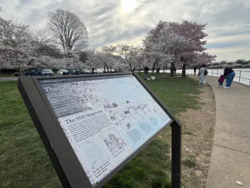 Cherry Blossom Sign