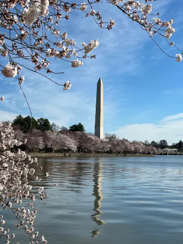 Cherry Blossoms And Memorial