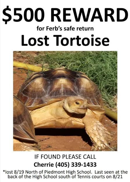 tortoise     