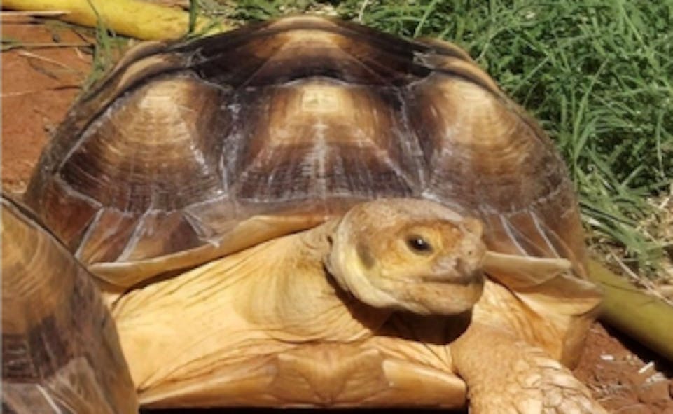 tortoise     