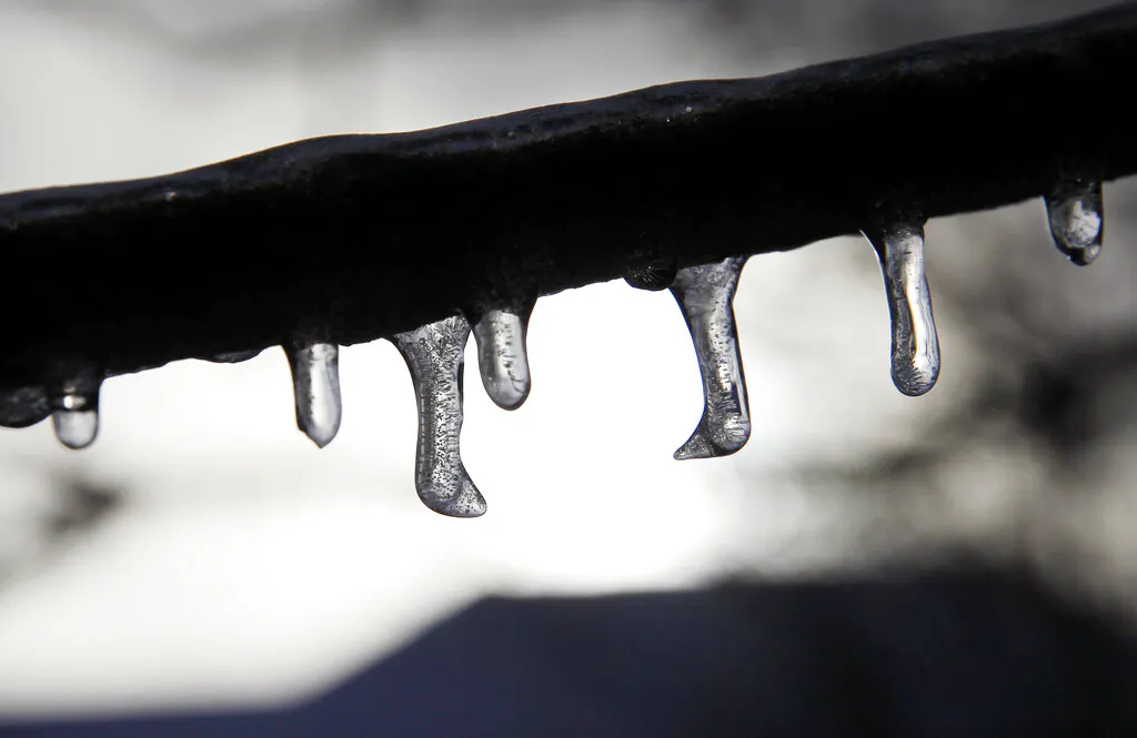 Frozen tree branch 