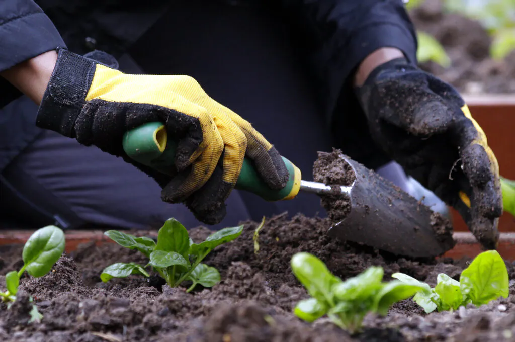 gardening 