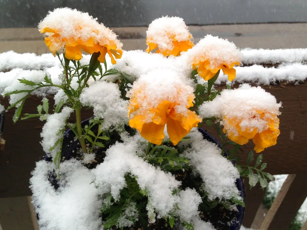 ice on flowers 